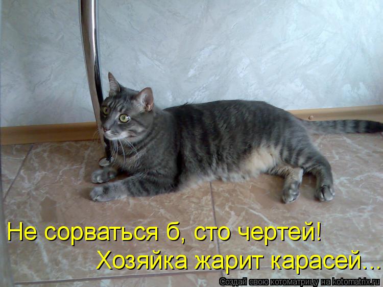 Котоматрица: Не сорваться б, сто чертей! Хозяйка жарит карасей...