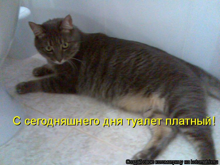 Котоматрица: С сегодняшнего дня туалет платный!
