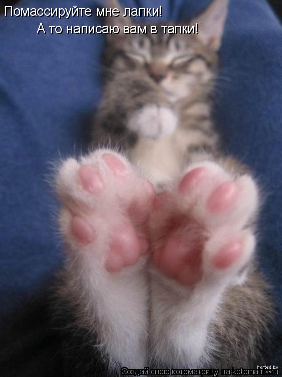 Котоматрица: Помассируйте мне лапки! А то написаю вам в тапки!