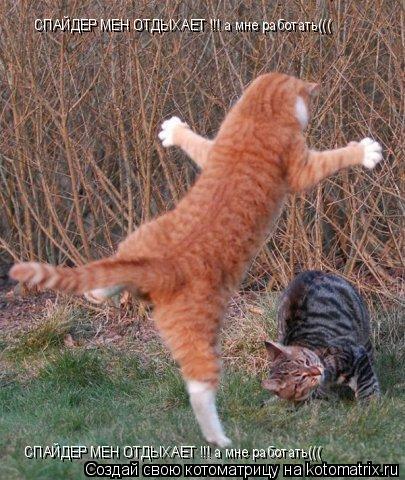 Котоматрица: СПАЙДЕР МЕН ОТДЫХАЕТ !!! а мне работать((( СПАЙДЕР МЕН ОТДЫХАЕТ !!! а мне работать(((