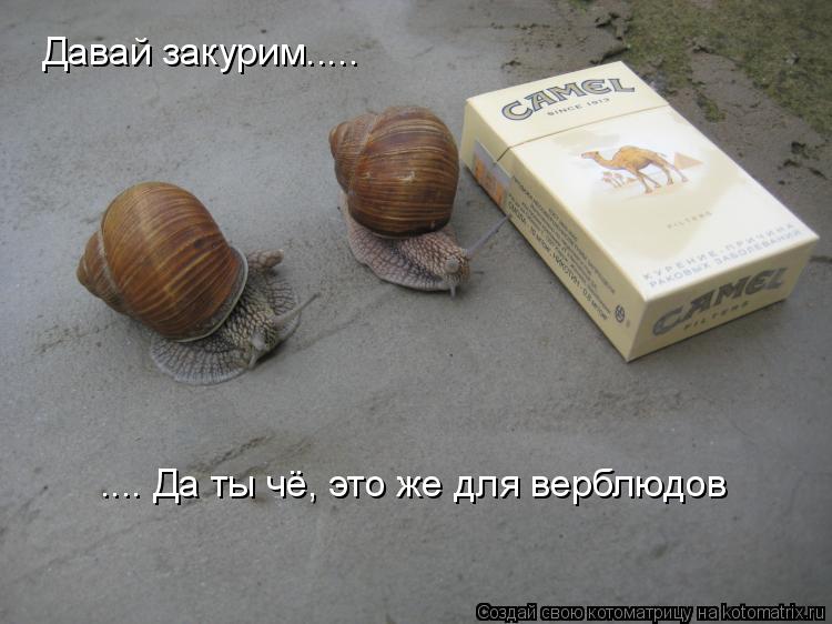 Котоматрица: Давай закурим..... .... Да ты чё, это же для верблюдов