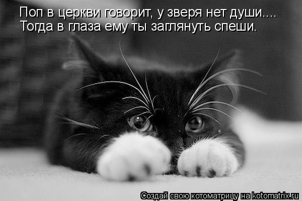 Котоматрица: Поп в церкви говорит, у зверя нет души.... Тогда в глаза ему ты заглянуть спеши.