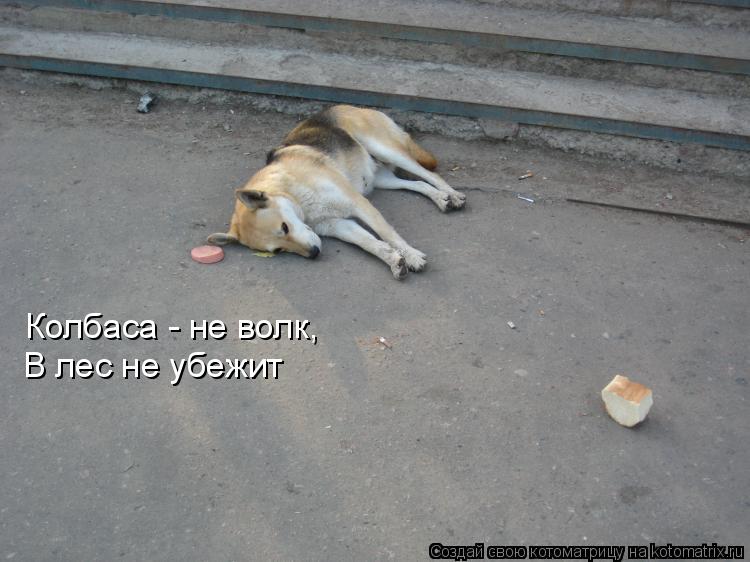 Котоматрица: Колбаса - не волк, В лес не убежит