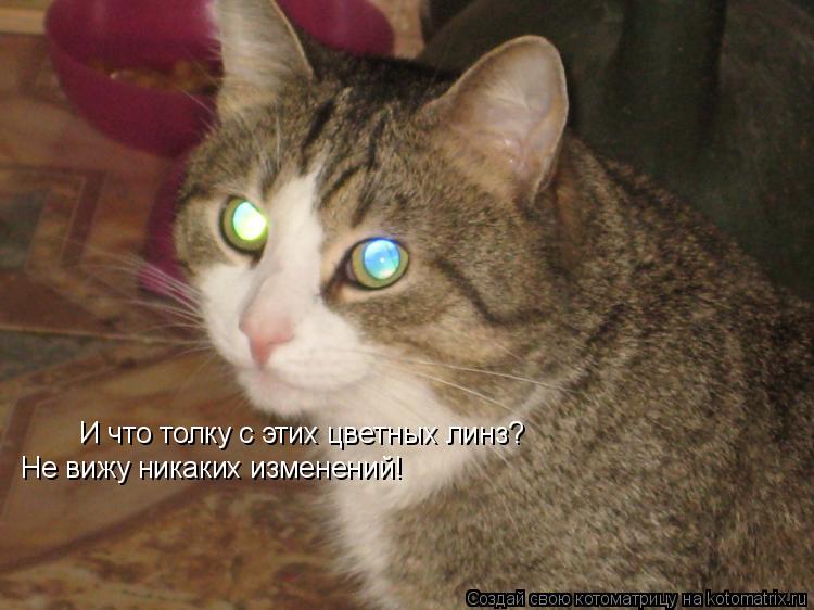Котоматрица: И что толку с этих цветных линз? Не вижу никаких изменений!