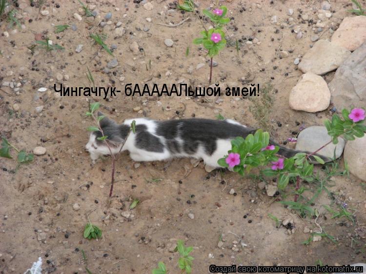 Котоматрица: Чингачгук- бАААААЛьшой змей!