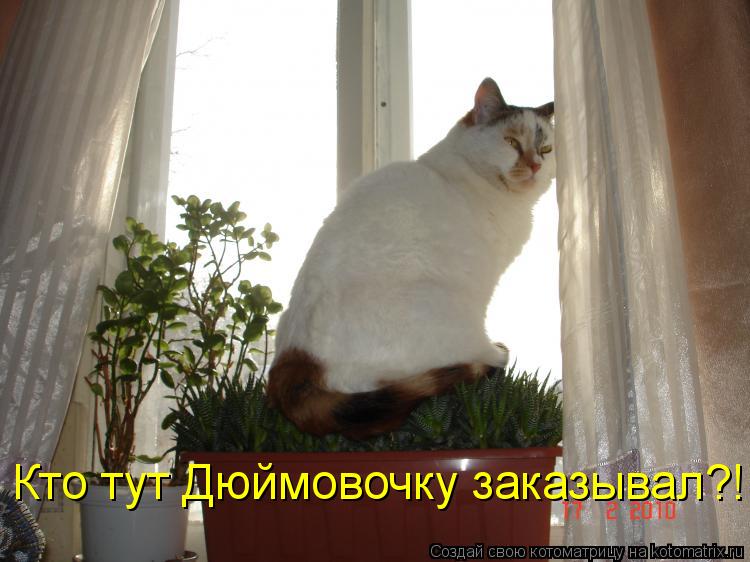 Котоматрица: Кто тут Дюймовочку заказывал?!