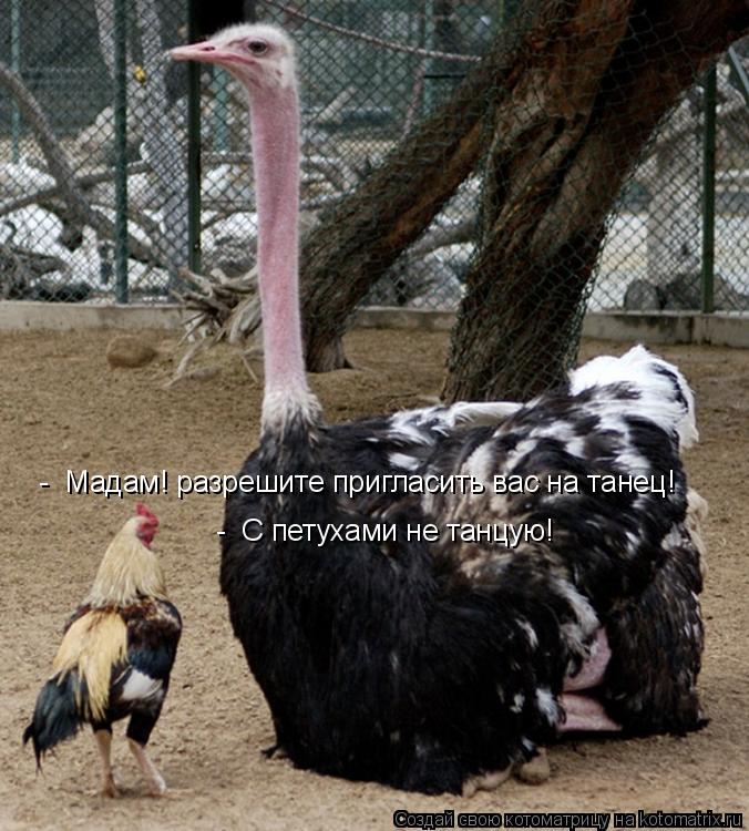 Котоматрица: -  Мадам! разрешите пригласить вас на танец! -  С петухами не танцую!