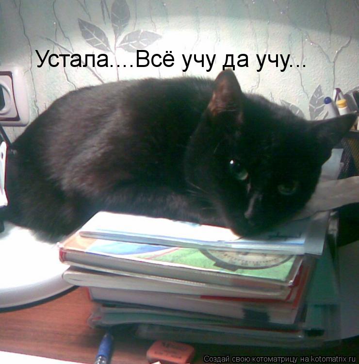 Котоматрица: Устала....Всё учу да учу...
