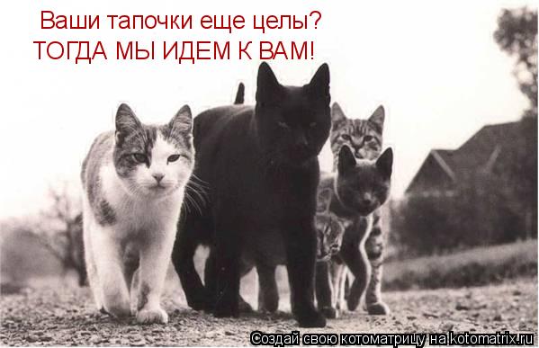Ваши тапочки еще целы? ТОГДА МЫ ИДЕМ К ВАМ!... Котоматрица: Ваши тапочки еще целы? ТОГДА МЫ ИДЕМ К ВАМ!