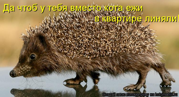 Да чтоб у тебя вместо кота ежи в квартире линяли!... Котоматрица: Да чтоб у тебя вместо кота ежи в квартире линяли!