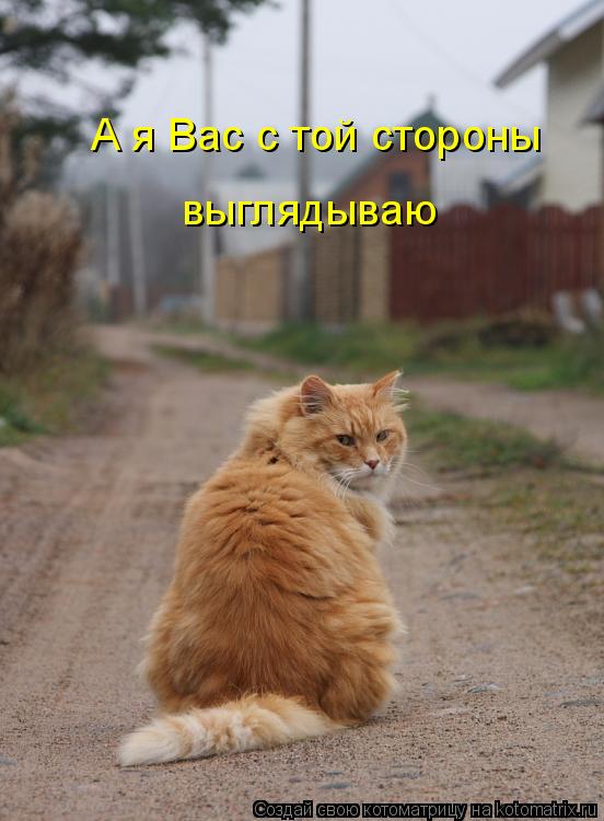 А я Вас с той стороны выглядываю... Котоматрица: А я Вас с той стороны выглядываю