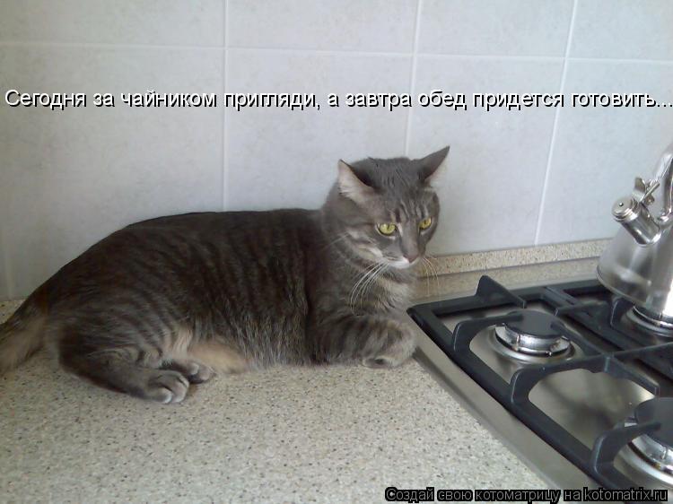 Сегодня за чайником пригляди, а завтра обед придется готовить...... Котоматрица: Сегодня за чайником пригляди, а завтра обед придется готовить...