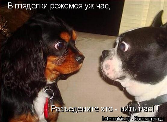 В гляделки режемся уж час, Разъедените хто - нить нас!!!... Котоматрица: В гляделки режемся уж час, Разъедените хто - нить нас!!!