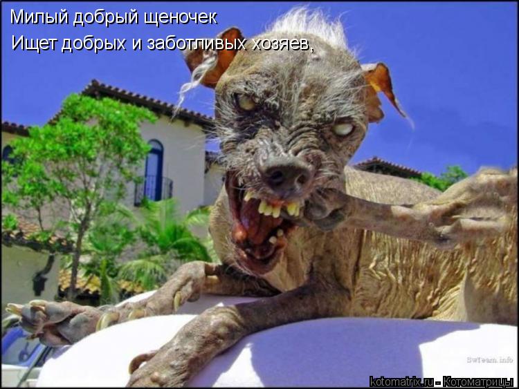 Котоматрица: Милый добрый щеночек Ищет добрых и заботливых хозяев,