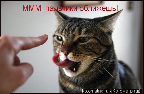 МММ, пальчики оближешь!... Котоматрица: МММ, пальчики оближешь!