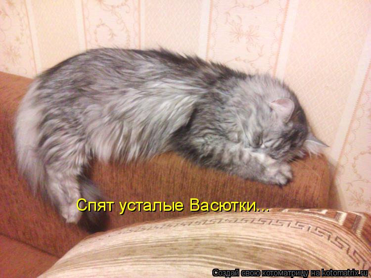 Спят усталые Васютки... Спят усталые Васютки...... Котоматрица: Спят усталые Васютки... Спят усталые Васютки...