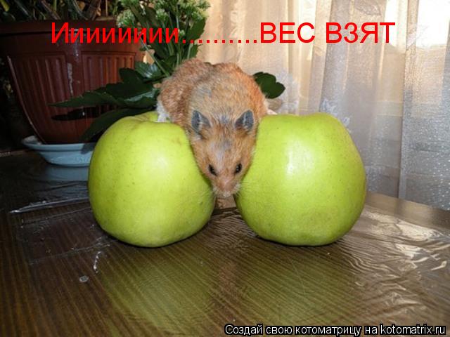 Ииииииии..........ВЕС ВЗЯТ... Котоматрица: Ииииииии..........ВЕС ВЗЯТ