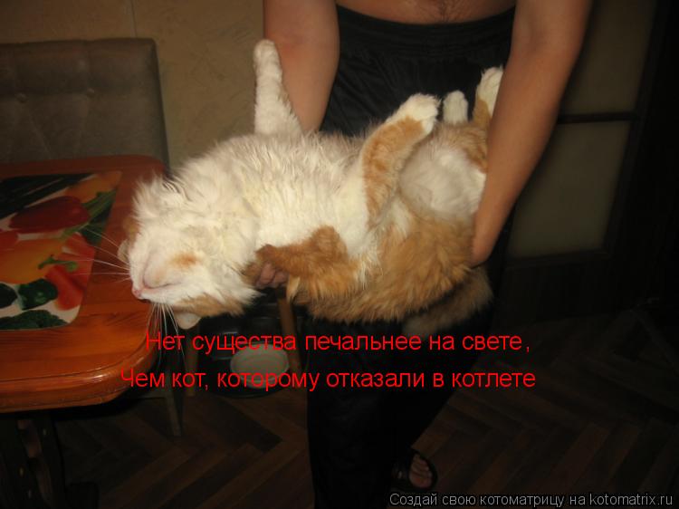 Нет существа печальнее на свете , Чем кот, которому отказали в котлете... Котоматрица: Нет существа печальнее на свете , Чем кот, которому отказали в котлете