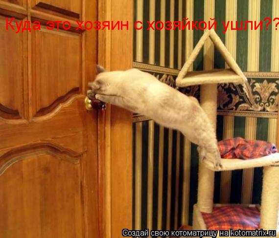 Куда это хозяин с хозяйкой ушли???... Котоматрица: Куда это хозяин с хозяйкой ушли???