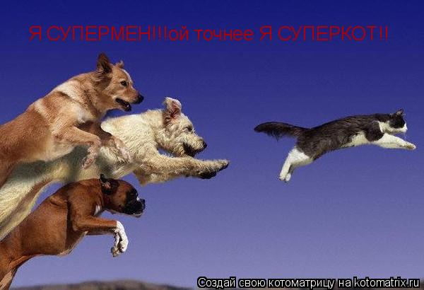 Я СУПЕРМЕН!!!ой точнее Я СУПЕРКОТ!!... Котоматрица: Я СУПЕРМЕН!!!ой точнее Я СУПЕРКОТ!!