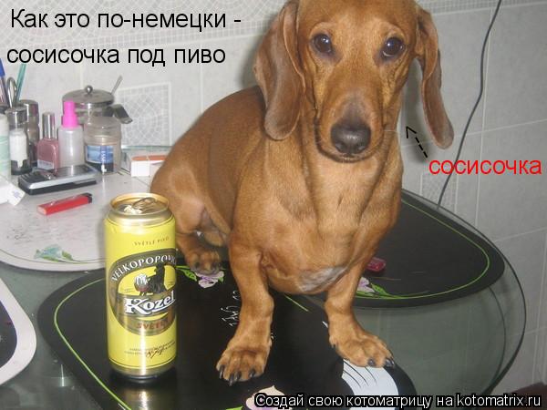 Как это по-немецки - сосисочка под пиво ---> сосисочка... Котоматрица: Как это по-немецки - сосисочка под пиво ---> сосисочка