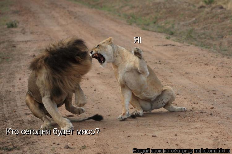 Кто сегодня будет мясо? Я!... Котоматрица: Кто сегодня будет мясо? Я!