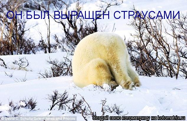 ОН БЫЛ ВЫРАЩЕН СТРАУСАМИ... Котоматрица: ОН БЫЛ ВЫРАЩЕН СТРАУСАМИ