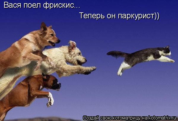Вася поел фрискис... Теперь он паркурист))... Котоматрица: Вася поел фрискис... Теперь он паркурист))