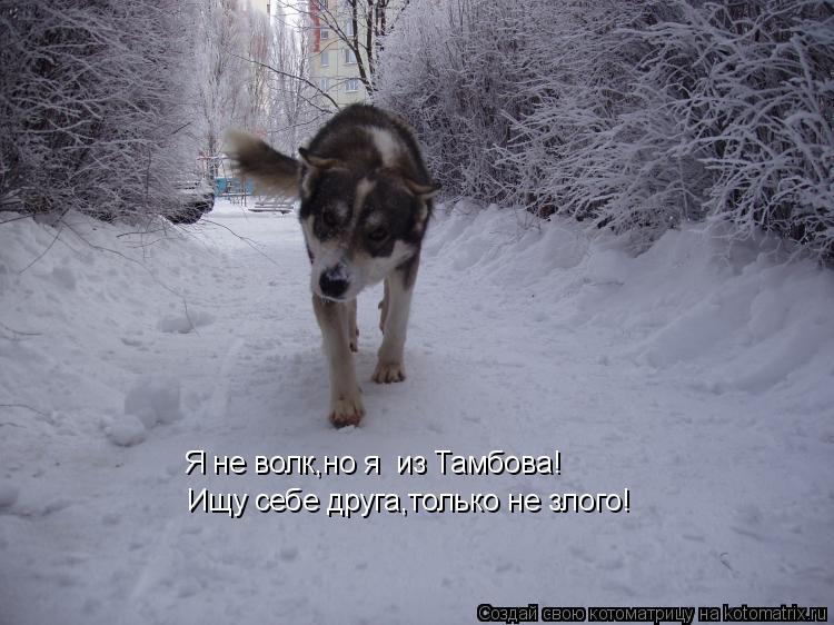 Я не волк,но я из Тамбова! Ищу себе друга,только не злого!... Котоматрица: Я не волк,но я из Тамбова! Ищу себе друга,только не злого!