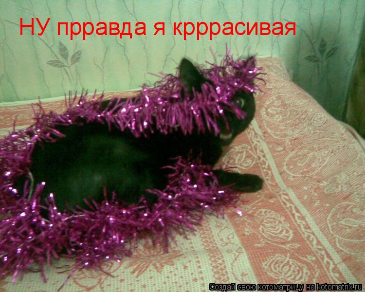 Котоматрица: НУ прравда я крррасивая