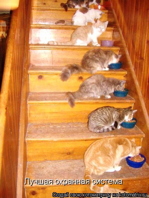 Котоматрица: Лучшая охранная система
