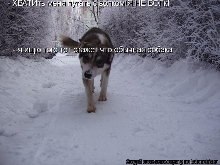 Котоматрица: - ХВАТИть меня путать с волком!Я НЕ ВОЛк!  --я ищю того тот скажет что обычная собака