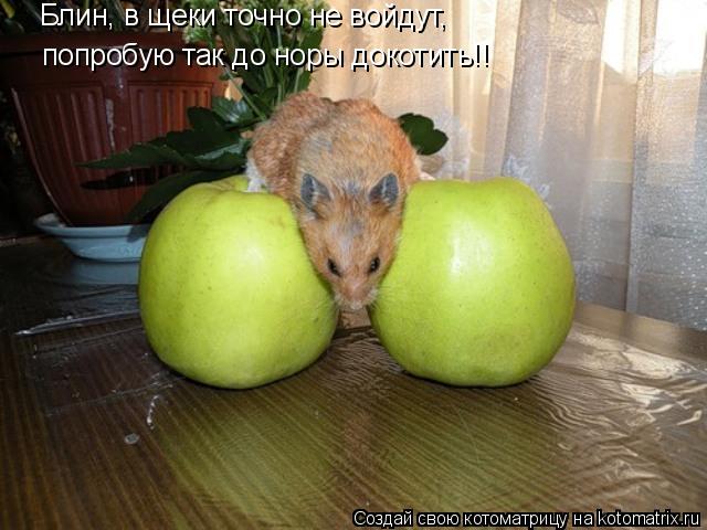 Котоматрица: Блин, в щеки точно не войдут, попробую так до норы докотить!!