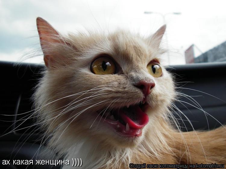 Котоматрица: ах какая женщина ))))