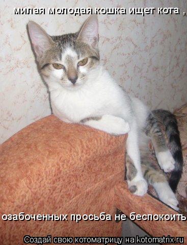Котоматрица: милая молодая кошка ищет кота , озабоченных просьба не беспокоить