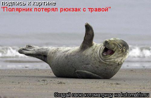 Котоматрица: подпись к картине "Полярник потерял рюкзак с травой"