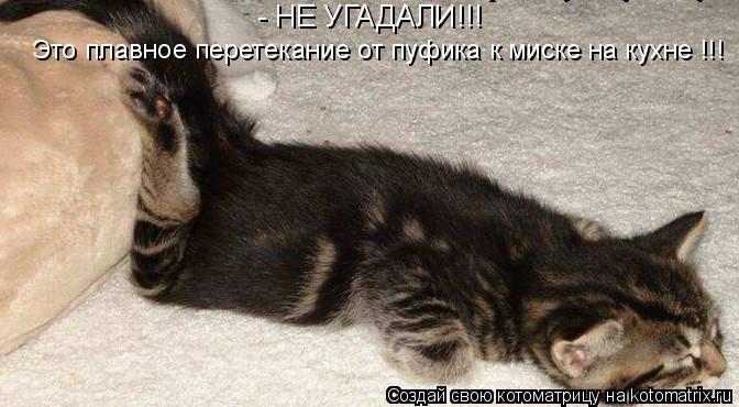 Котоматрица: - НЕ УГАДАЛИ!!! Это плавное перетекание от пуфика к миске на кухне !!!