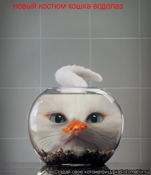 Котоматрица: новый костюм кошка водолаз