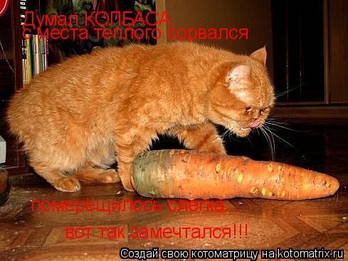 Котоматрица: Думал КОЛБАСА,  с места теплого сорвался померещилось слегка... вот так замечтался!!!