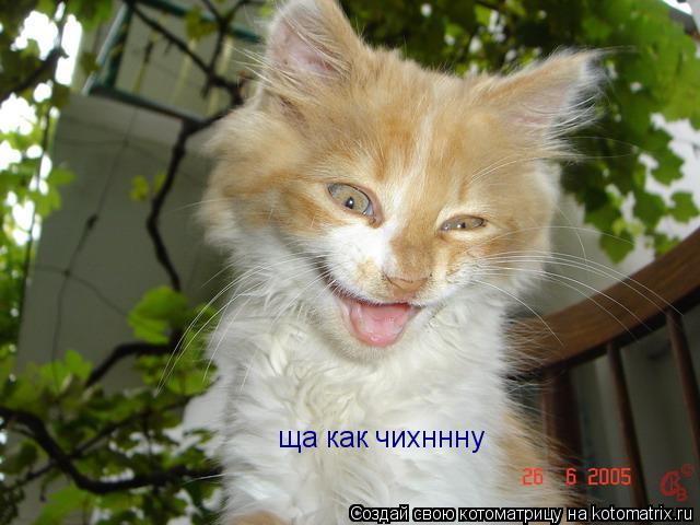 Котоматрица: ща как чихннну