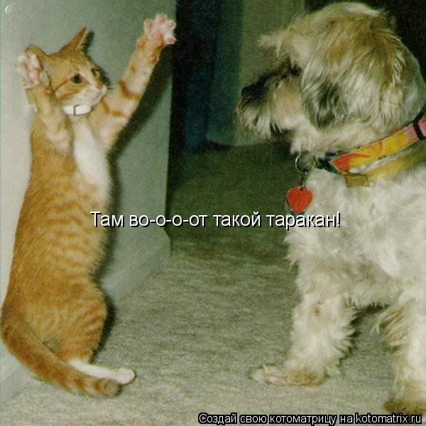 Котоматрица: Там во-о-о-от такой таракан!