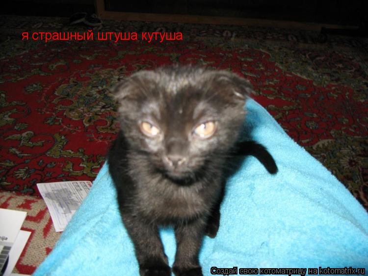 Котоматрица: я страшный штуша кутуша