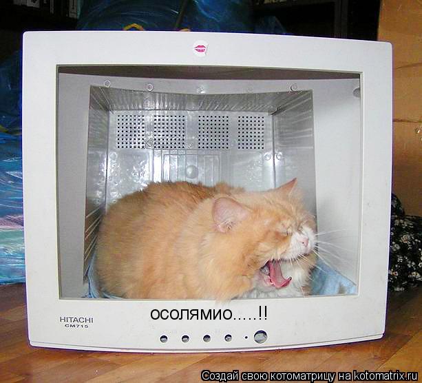 Котоматрица: осолямио.....!!