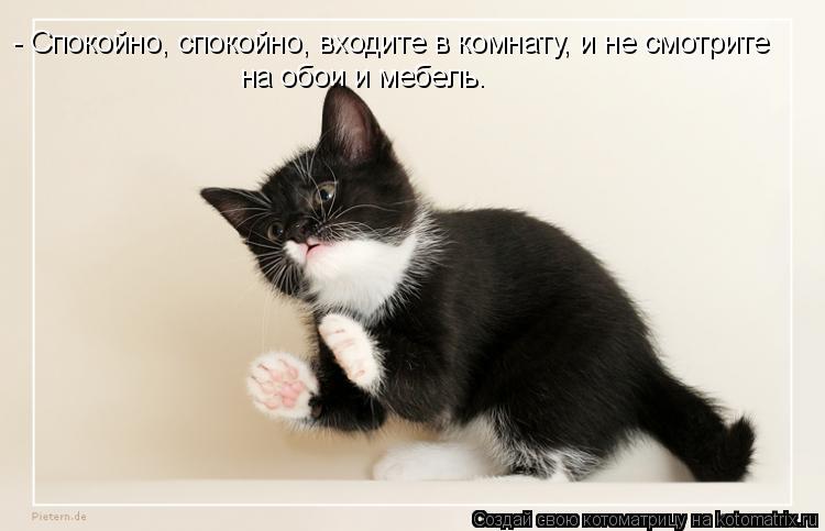Котоматрица: - Спокойно, спокойно, входите в комнату, и не смотрите на обои и мебель.