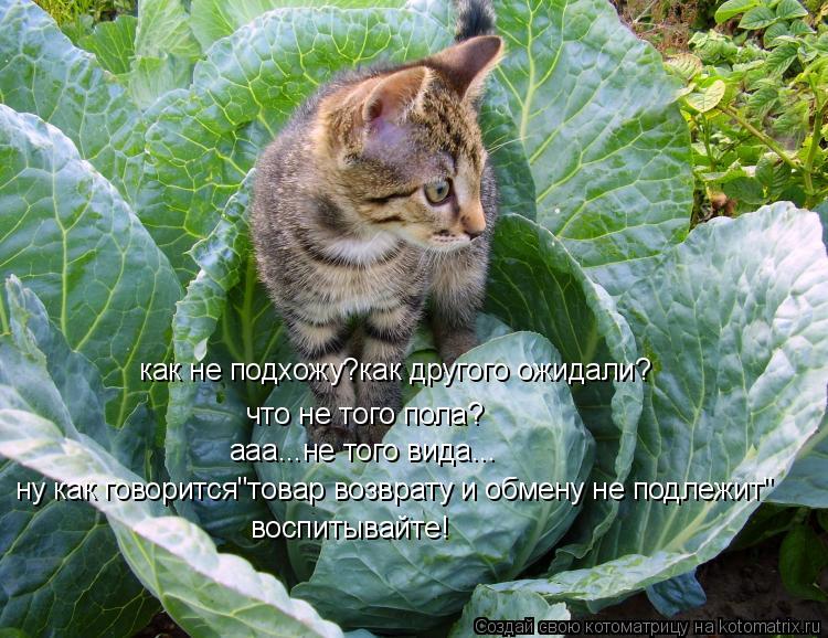 Котоматрица: как не подхожу?как другого ожидали? что не того пола? ааа...не того вида... ну как говорится"товар возврату и обмену не подлежит" воспитывайте!