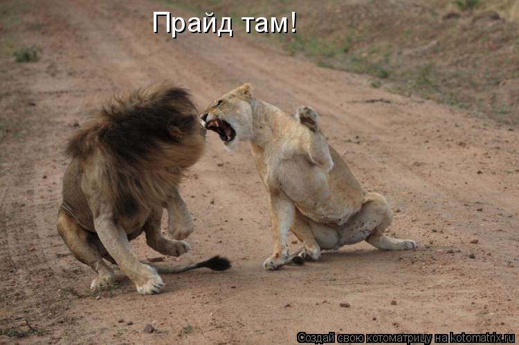 Котоматрица: Прайд там!