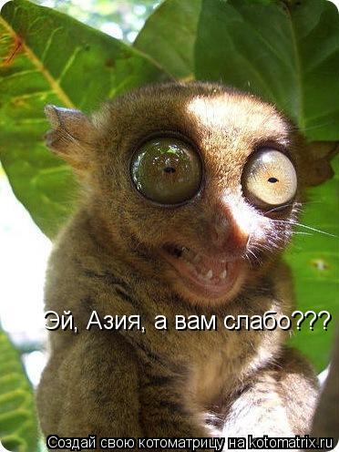 Котоматрица: Эй, Азия, а вам слабо???