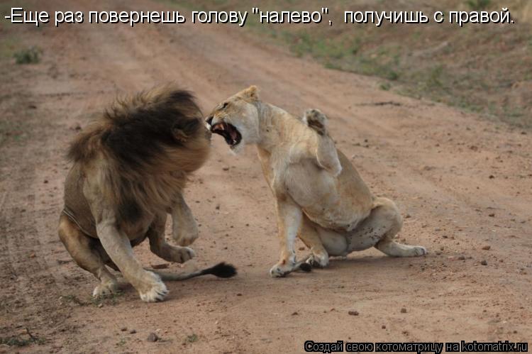 Котоматрица: -Еще раз повернешь голову "налево",  получишь с правой.