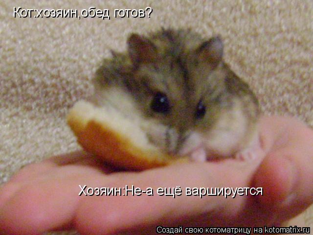 Котоматрица: Кот:хозяин,обед готов? Хозяин:Не-а ещё варшируется