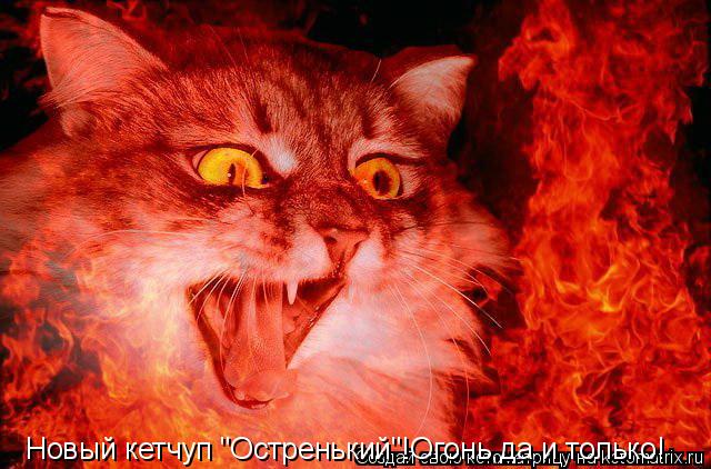 Котоматрица: Новый кетчуп "Остренький"!Огонь,да и только!